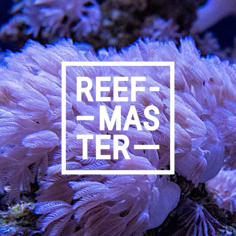 Brand Design Reefmaster – Logo Koralle, Schöpferei